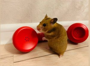 friends and hamsters