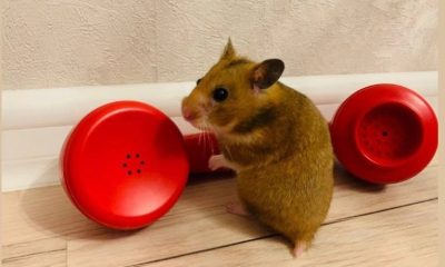 friends and hamsters