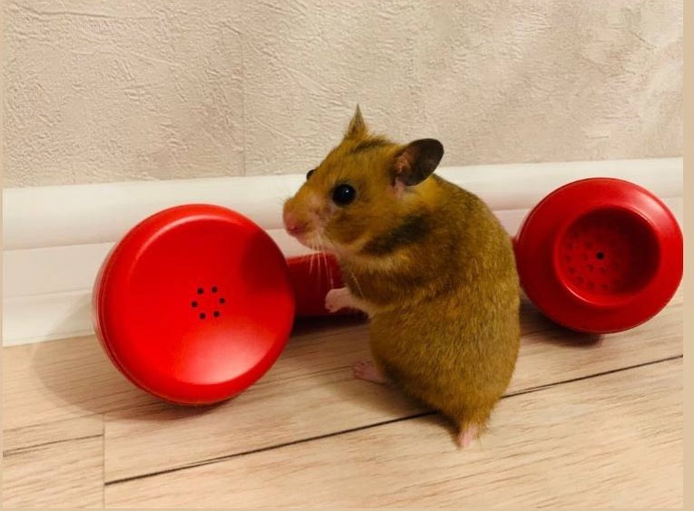 friends and hamsters